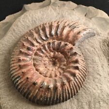 Rare ammonite from Russia, Speetoniceras versicolor picture