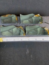 4x Orbed Blue Mountain Jasper Slabs (Oregon) picture
