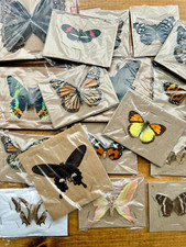 REAL Butterfly or Moth WINGS SPREAD open, Mixed Random Selection picture