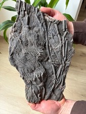 RARE Museum Quality Crinoid Scyphocrinites (Sea Lily) Fossil Plate - 14.5