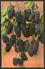 ca.1910 Mammoth Blackberries Fruit Vintage Mitchell 1507 Postcard A1979 picture