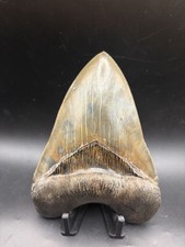 Highest Quality Megalodon Tooth On eBay - 5.80” Top Collector Grade  picture