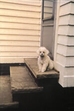 Vintage Photo Slide 1972 Toy Poodle Dog White picture