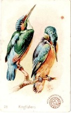1898 J2 #28 Kingfishers, Series 2, New Series Beautiful Birds, Arm & Hammer Soda picture