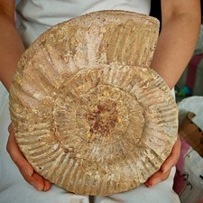 8.25LB Natural Jurassic Cretaceous conch fossil crystal specimens 3750g picture