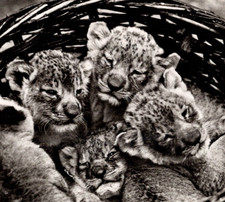 * VTG Continental Young Lion Cubs In A Basket Zoological Garden Switzerland picture