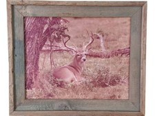 1970's Don K. Langson Wildlife Texas Buck Frontier Photograph 16