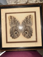 Vintage Caligo Brasiliensis Brazil taxidermy shadow box  picture