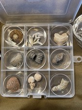 Beginner Ancient Fossil Set 9 Real specimens + Magnifying Glass And Stickers picture