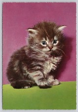 Cute Fluffy Grey Kitten Cat Vintage Postcard Krüger Western Germany picture