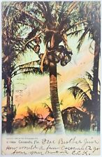 FL-Florida, Cocoanuts Trees, Antique, Vintage Souvenir Postcard picture
