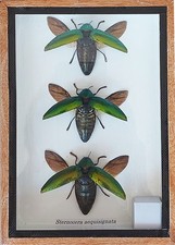 3 Real Jewel Beetles Sternocera Aequisignata Insect Taxidermy  In Wooden Box picture