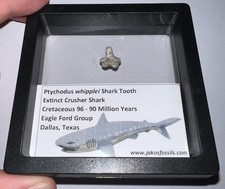 Framed Dinosaur Era Fossil PTYCHODUS SHARK TOOTH Lot ONE PER ORDER picture