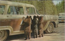 Yellowstone Park WY Chrome American Black Bear Cubs Classic Cars Postcard picture