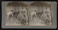 Photo:Luzon Philippines 1906 Sugar Mill Cane Grinding Scene Stereo Photo picture
