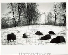 1988 Press Photo Musk Ox on Farm Near Palmer, Off Glenn Highway - lrb38400 picture