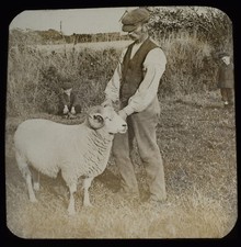 PWLLHELI MAN WITH RAM GWYNEDD WALES DATED 1904 Magic Lantern Slide PHOTO picture