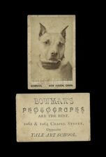 Very Rare Miniature Antique Pit Bull DOG Photo Photographer Advertising / 1800s picture
