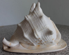 Huge Large 4.5 lb. Giant Queen King Helmet Horned Conch Shell 10 X 7.25 X 7.25 picture