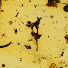UNUSUAL FLOWER in Burmese / Burmite amber fossil / 100% genuine amber  picture