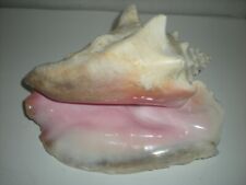 CONCH SHELL HORN VERY LARGE QUEEN CONCH SEA SHELL HORN GREAT COLOR picture