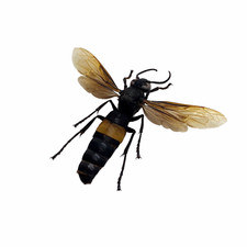 The Greater Banded Tiger Hornet Vespa tropica Insect picture