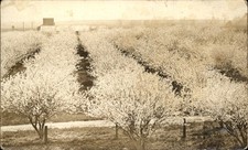 Orchard in Bloom L. L. Brandt Publ Corning CA c1900s-10s Real Photo  Postcard picture