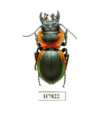 BEETLE, INSECT - H7822. Carabidae: Mouhotia sp.- 41.5MM, VIETNAM picture