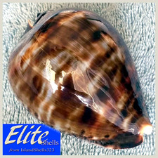 Cypraea zoila vercoi #3 90.1mm ULTRA GIANT STUNNING BEAUTY from W. Australia picture