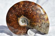 2907 WHOLE Ammonite Great Suture Pattern 110 myo Dino age Fossil 100mm LRG 4.0