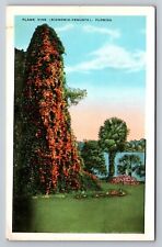 Come To Florida To Find Flame Vines Vintage Unposted Postcard picture