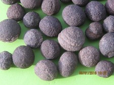 LOT OF 50 VOLCANIC MOQUI MARBLES picture