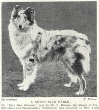 Rough Collie
