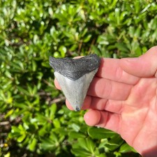 Real Megalodon Shark Tooth 2.19” Big Fossil Shark Teeth picture