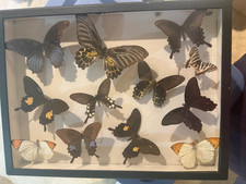 Antique Preserved Butterflies in Wood Glass frame for beautiful display picture