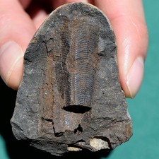 Two conulariid fossils preserved in same nodule concretion from Bolivia devonian picture