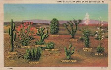 Postcard AZ: Many Varieties of Cacti of the Southwest, Linen picture
