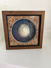 Vintage Polished Limpet Shell Shadow Box Wall Art Framed Cork Mat Coastal Decor picture
