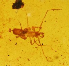Scarce Schizomida (Whipscorpion), Fossil Inclusion in Burmese Amber picture