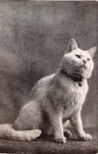 Vintage RPPC White Cat Kitten Pet Animal Collar Bell Postcard Sheehan picture