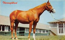 Fort Wayne IN Indiana Thoroughbred Stallion Horse Racing Equine Vtg Postcard T9 picture