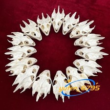 10 pcs Turtle Skull Crafts Education Animal Specimen Crafts Bone Ornament Model picture