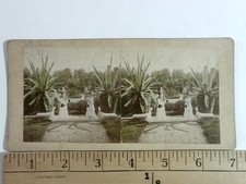 Shaw's Missouri Botanical Garden Stereoview Boehl & Koenig St. Louis 1900s picture