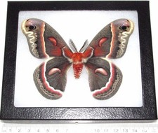 Hyalophora cecropia red saturn moth Indiana USA FRAMED picture