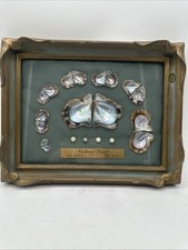 Vintage Cultured Pearls & Oyster Shells Life Cycle Framed Box Display picture