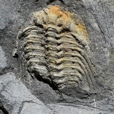 Trilobite, Leonaspis chacaltayana - Bolivia silurian - trilobite fossil picture