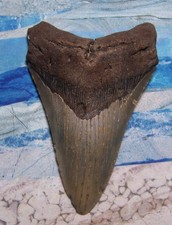 MEGALODON Shark Tooth 5 1/16 sharks teeth HUGE jaw fossil REAL megladon SERRATED picture