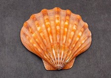 Polished Orange Lions Paw Scallop Seashell (1 shell approx. 5+ inches) picture