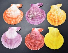 Set of 6 Noble Pecten Shells (2 1/2