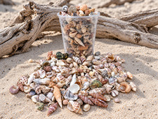 700+ Mixed Seashells Sea Shells Bulk Craft Shells 1 Kilo 2.2 LBS Natural Variety picture